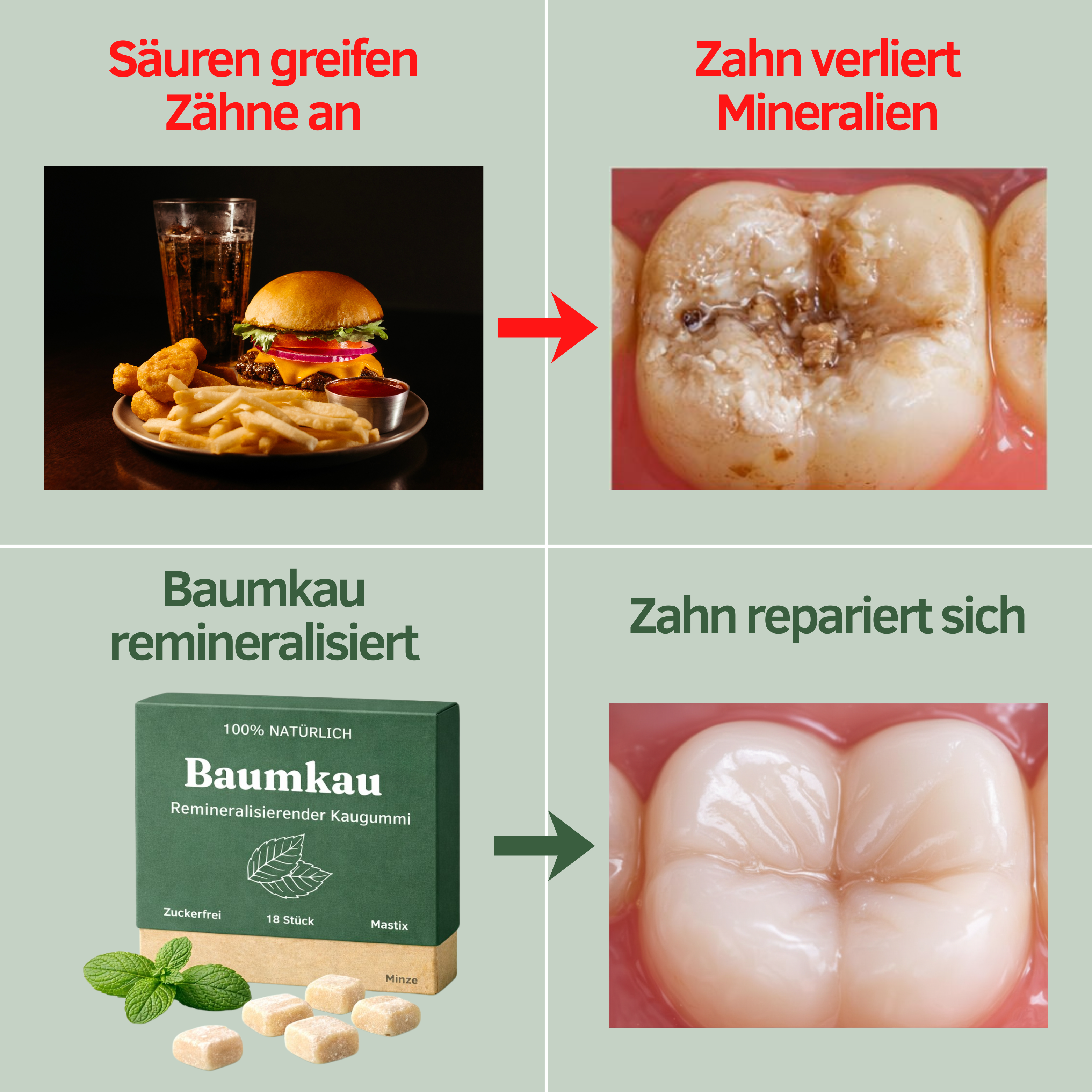 Baumkau Produktinformation 2