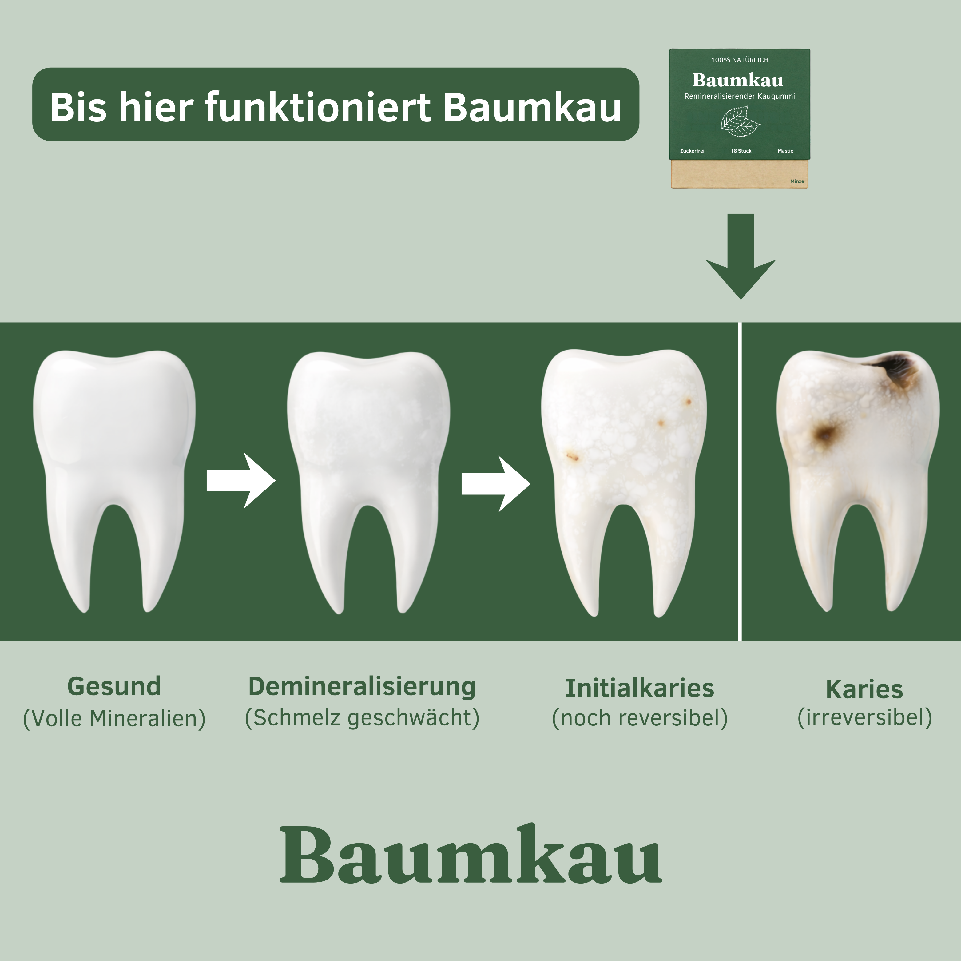 Baumkau Produktinformation 4